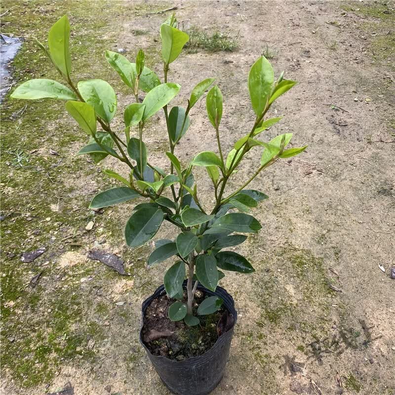 smvp含笑花树苗 含笑花卉盆栽植物易种植四季庭院阳台户外耐寒 原生苗