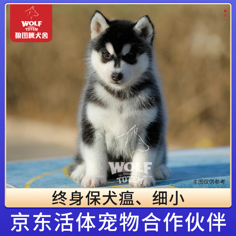 京狼图腾终身保犬瘟细小纯种双血统哈士奇幼犬宠物狗西伯利亚雪橇犬