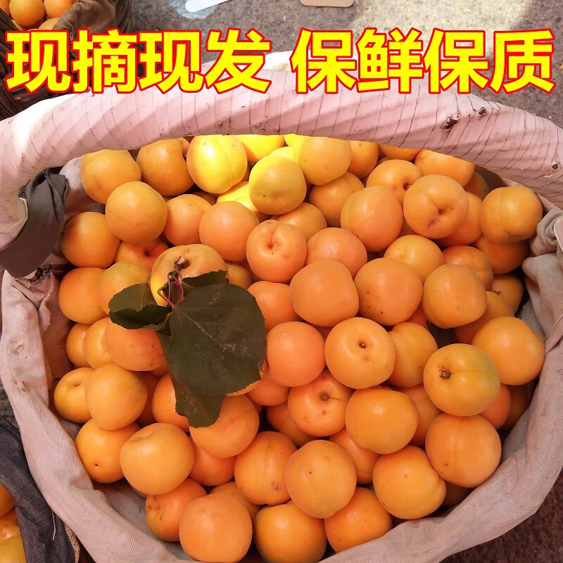 蟠二十六正宗北京平谷北寨甜杏北京红杏5斤 现摘现发 5斤
