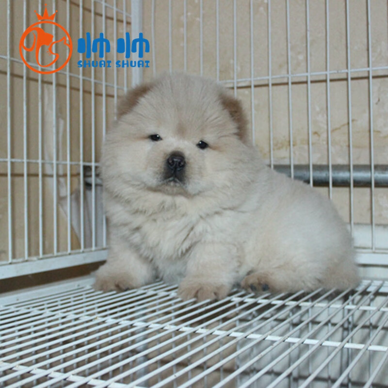 帅帅名宠【帅帅名宠 健康保障】纯种松狮犬 北京犬