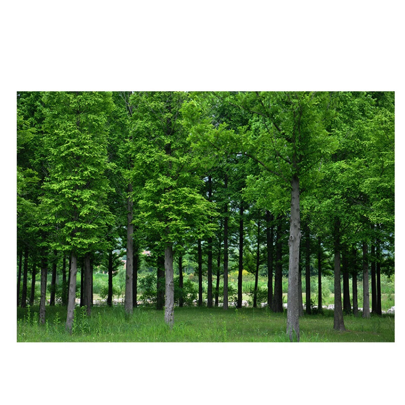 树木森林树林风景挂画参天大树中式光海报贴墙画一棵大树自粘画 s370