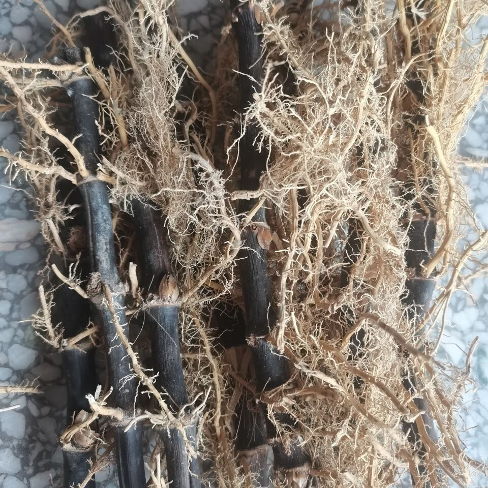 黑竹根紫竹根三年以上老竹根紫竹棵药用竹棵年份足 新鲜紫竹根一斤