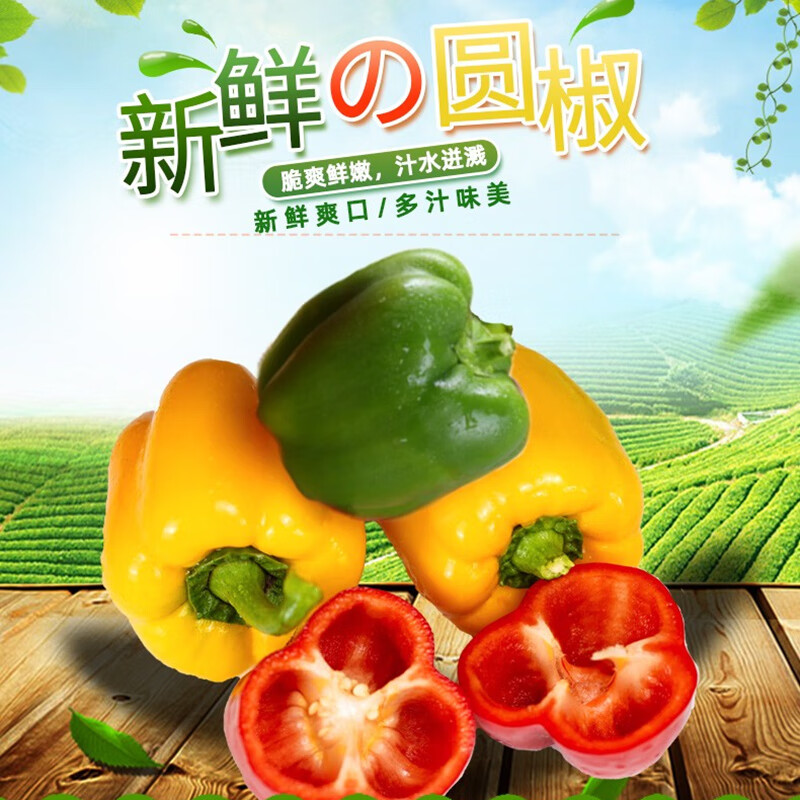 古寨山山东潍坊三色彩椒 七彩椒 青甜椒 柿子椒 新鲜蔬菜 3斤装