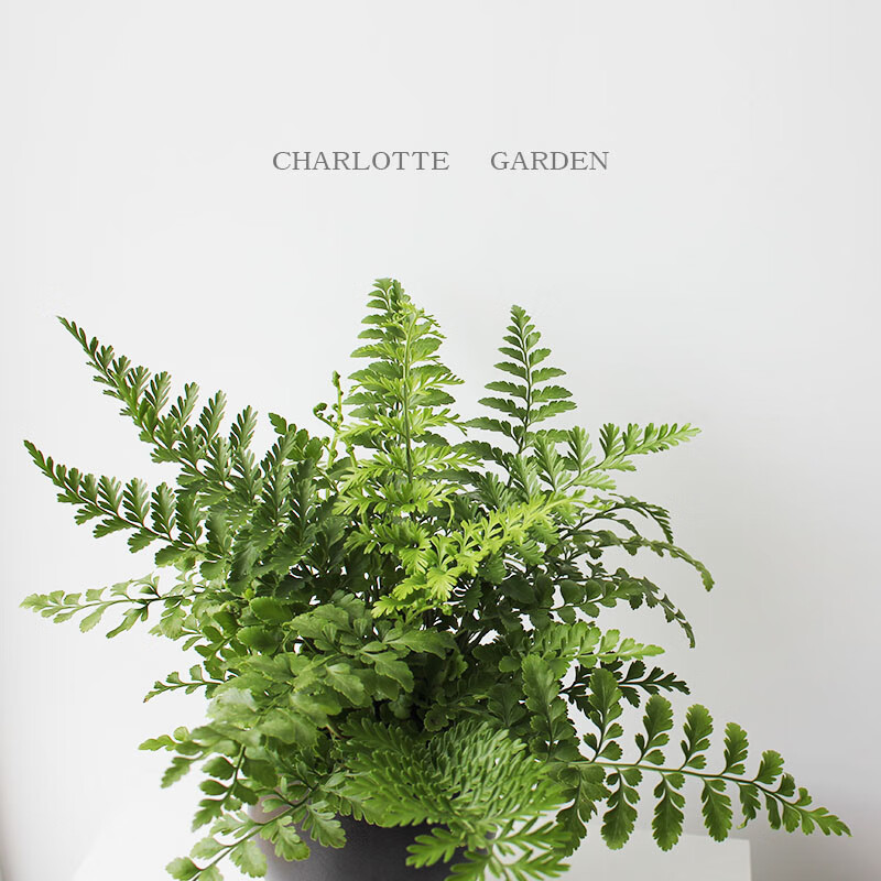 吉姆蕨 平安蕨 花卉植物室内花 室内盆栽 耐阴绿植 吉姆平安蕨(不含盆