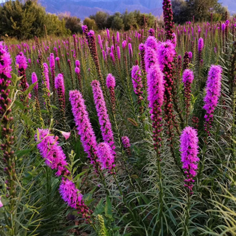蛇鞭菊种球多年生寒当年开花 15棵 周长10-12厘米(更划算)