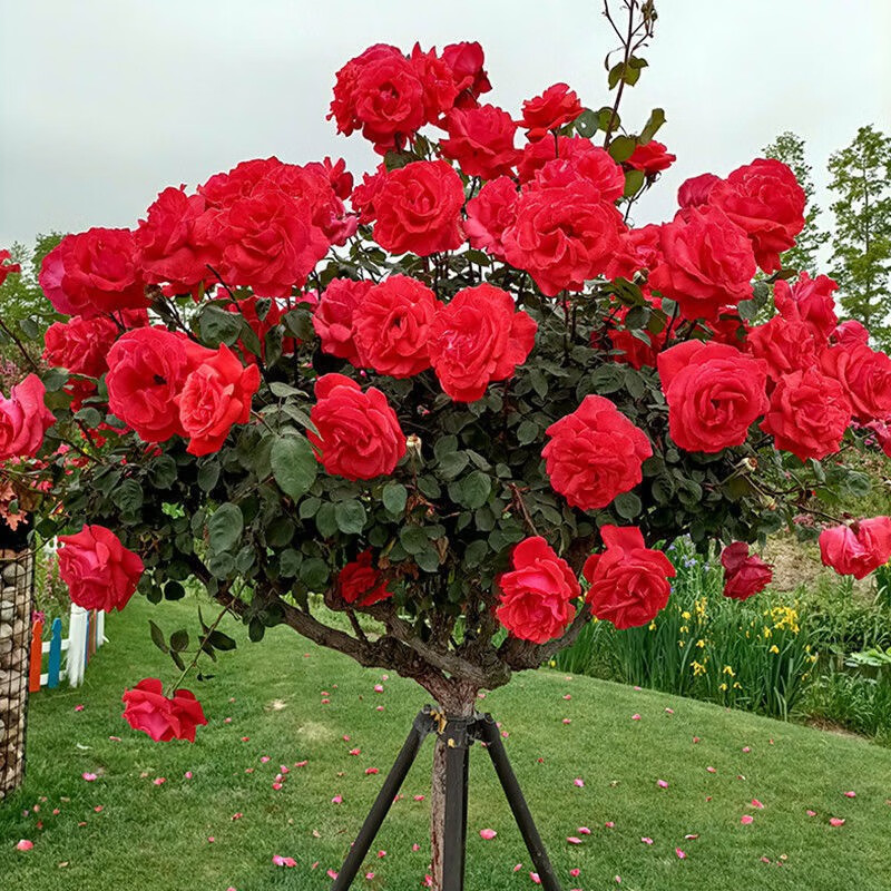 树桩月季花苗特大四季开花多色树状玫瑰盆景老桩庭院耐寒 国月红3公分