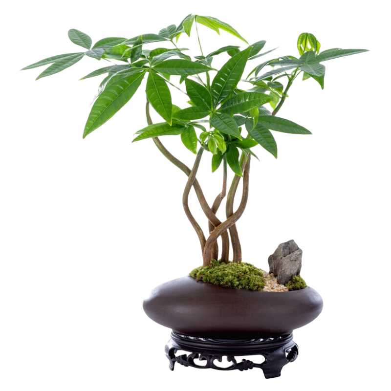 ��ʱ�� �帣���������� ��ʽ�����辰ֲ���鷿�輸�ڼ���ֲԴͷֱ������ �帣���������쵰��+�ܰ����У� 58Ԫ