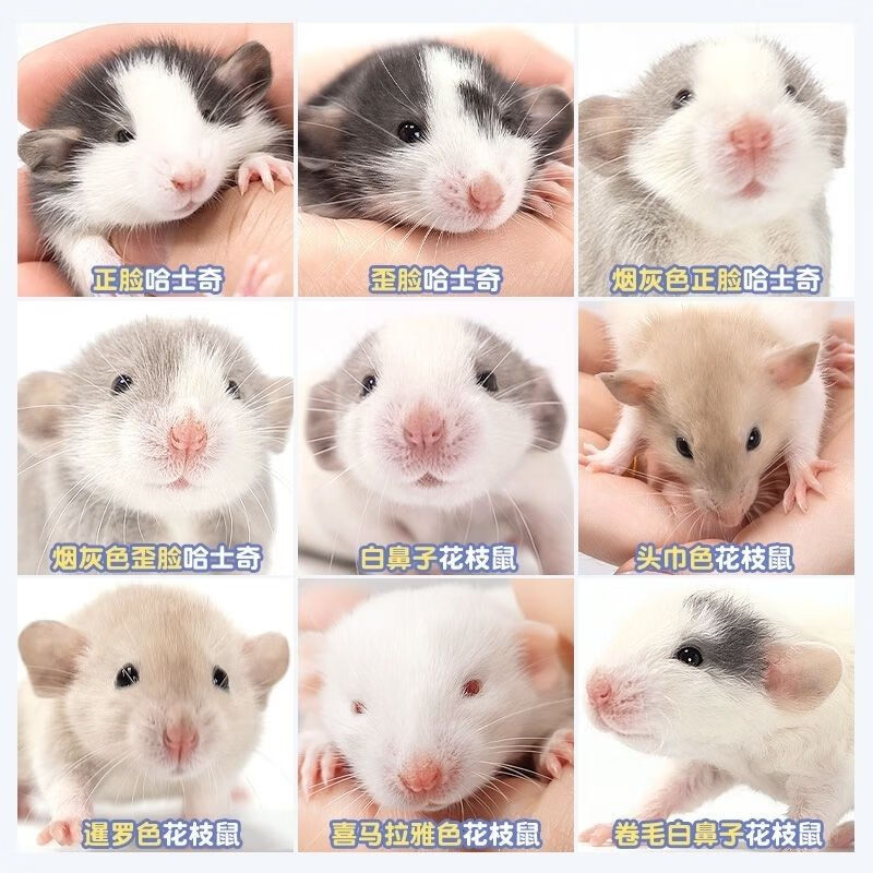 活体健康人已打疫苗 支持视频 随机花枝鼠(可选公母) 只有鼠鼠