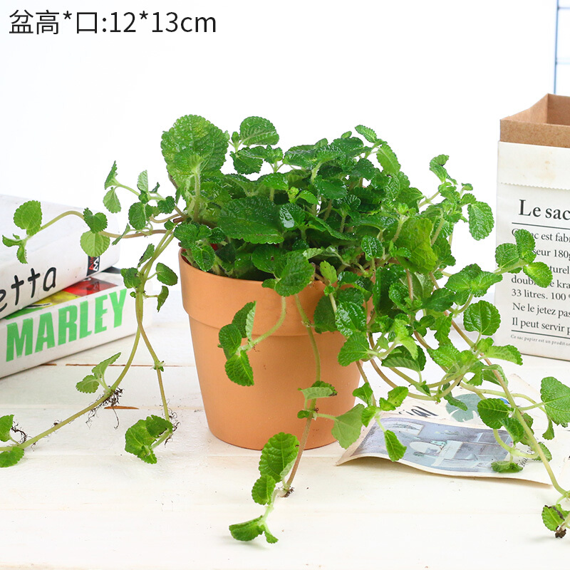 瑰季吸毒草金魚吊蘭滿天星盆栽凈化空氣吸綠寶鳥巢蕨植物 吸毒草-杏色塑料盆 不含盆