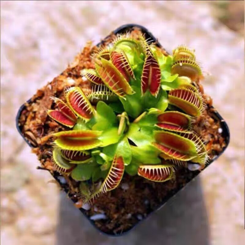 ��Ӭ������������ֲ�����ڻ�����ֲ �̾��ˡ���Ӭ�ݡ� ����������