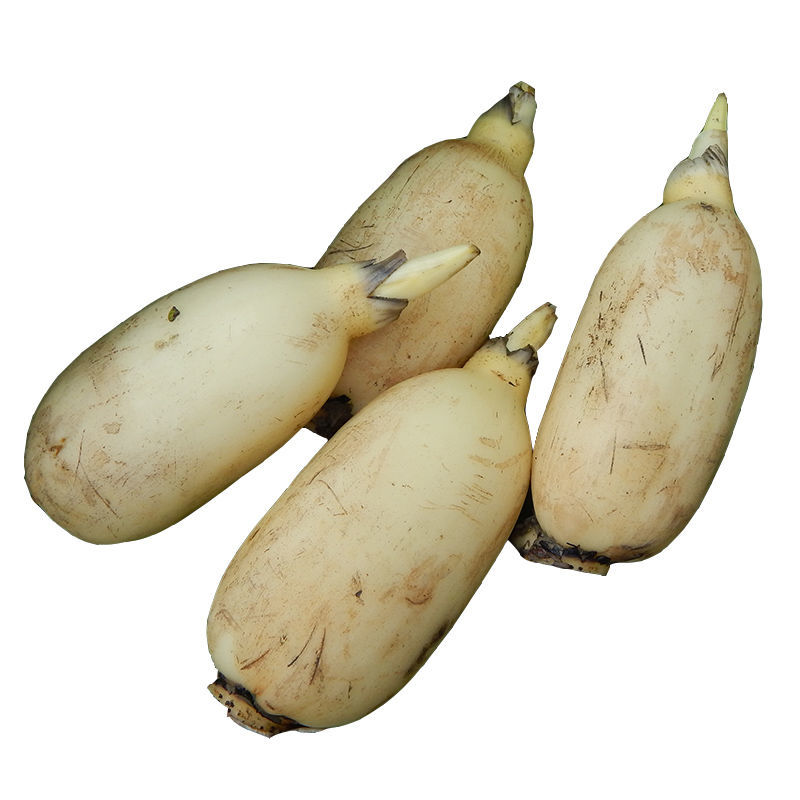 湖北新鲜莲藕现挖九孔脆藕嫩藕莲藕尖脆嫩清炒凉拌洪湖莲菜 净重5斤小