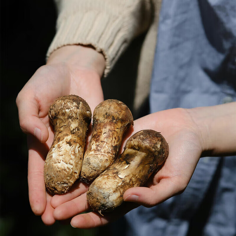 禾澹松茸干货 西藏林芝未去皮松茸菌干片100g  非新鲜姬松茸