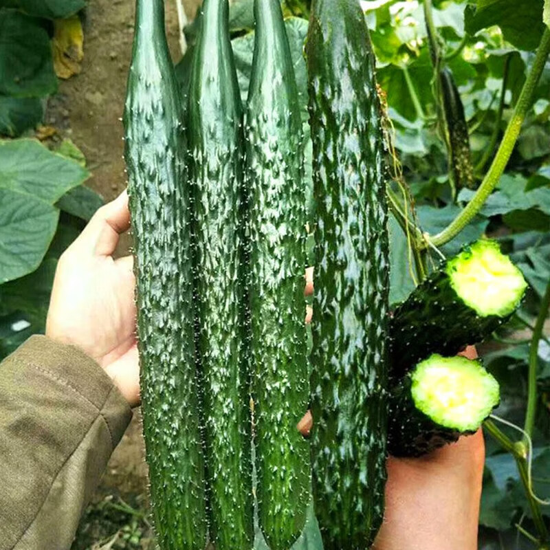 怎么查看蔬菜类的历史价格|蔬菜类价格比较