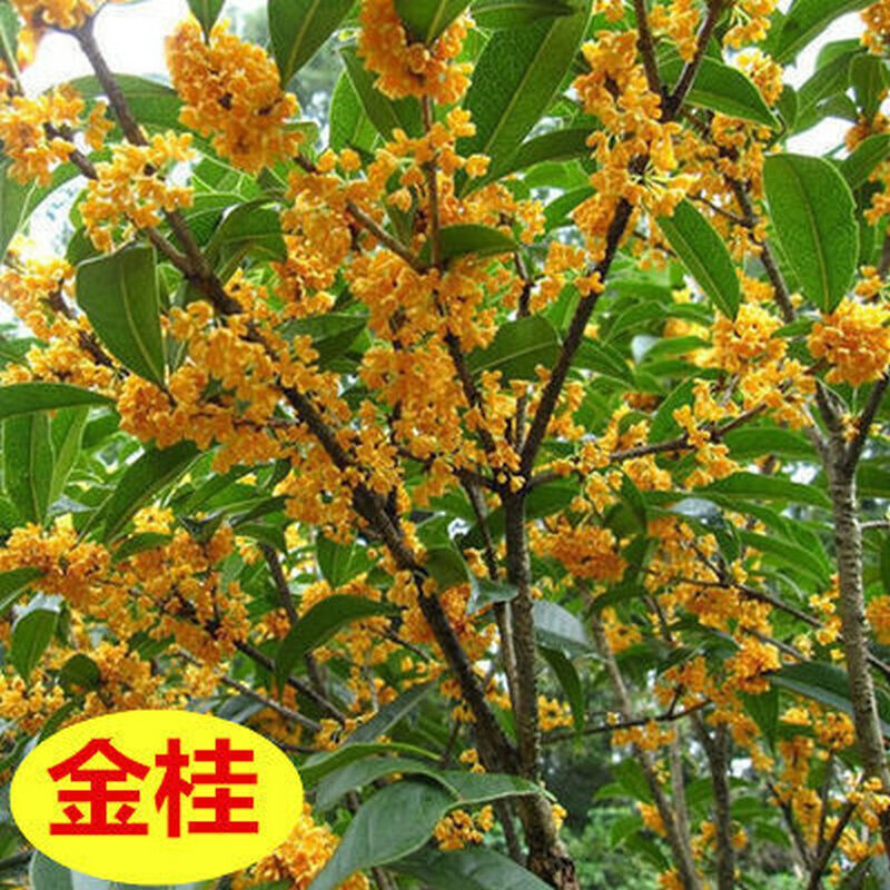 桂花苗 四季桂 丹桂 朱砂桂 花香浓郁 嫁接桂花苗 阳台 庭院 办公室