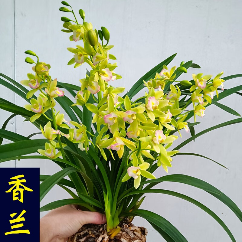 JD花卉价格走势|花卉价格历史