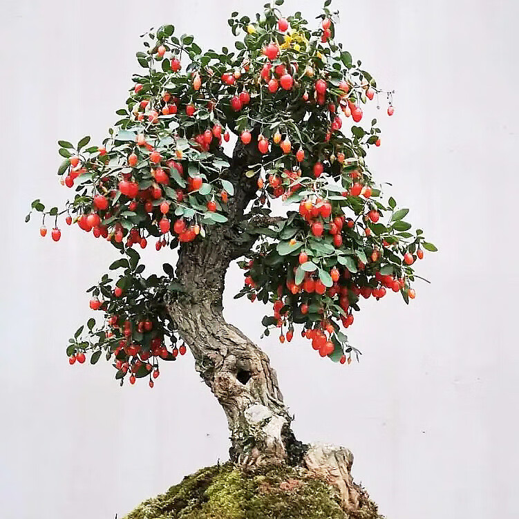 黛萝莉刘不丁枸杞树桩枸杞树桩盆景老桩微型枸杞盆栽苗室内书房阳台