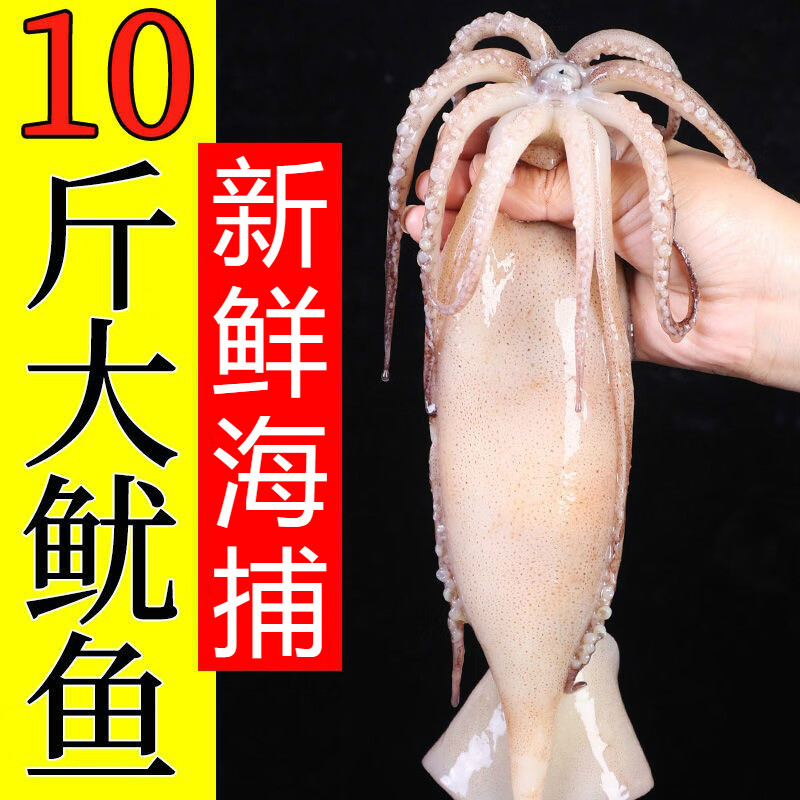 臻鲜蓓 超大鱿鱼生鲜活新鲜深海冷冻水产大鱿鱼尤鱼整只烧烤批发 3斤