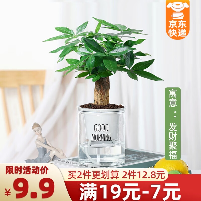 ��������ֲ���Զ��⻨������ֲ����������ˮ����ֲ�칫�ҿ���ֲ������ ���������вƾ۸���