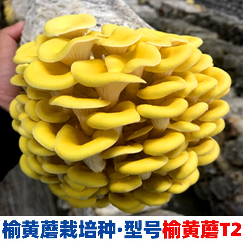 菇婆婆菌种室内新鲜一二三级栽培种原种批发菇农养殖食用菌大棚种植