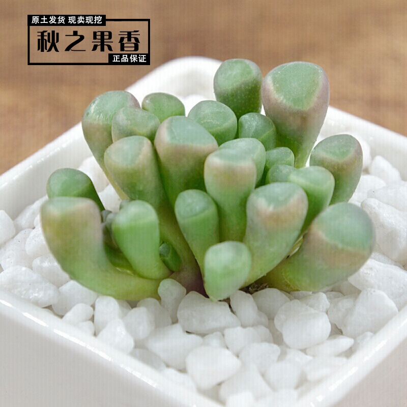 多肉植物 组合盆栽多肉五十铃玉好养室内净化空气 五十铃玉3-4cm单株