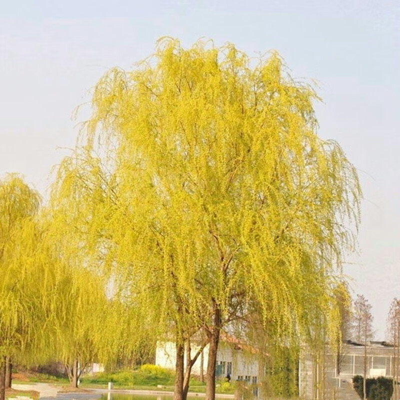 沐智柳树树苗庭院道路绿化苗木青皮垂柳黄金柳金丝柳苗速生竹柳绿化苗