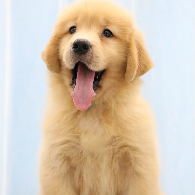 果粒之星纯种金毛幼犬双血统小金毛金毛犬巡回寻回犬沙滩金枫叶宠物狗活体 宠物级使用感如何?