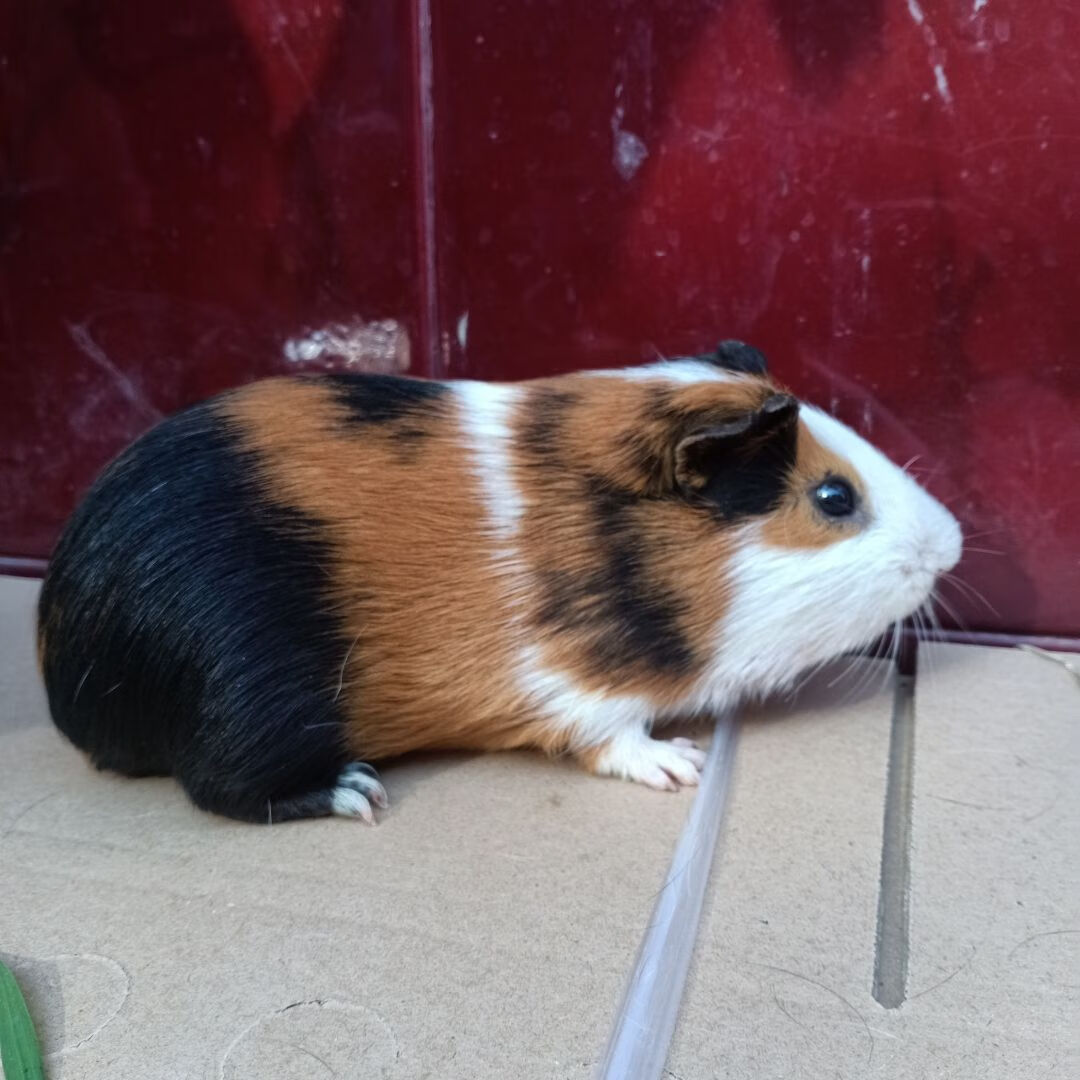 巨型荷兰猪豚鼠荷兰兔大型活物天竺鼠活物黑豚彩豚白豚老鼠兔 三色 一