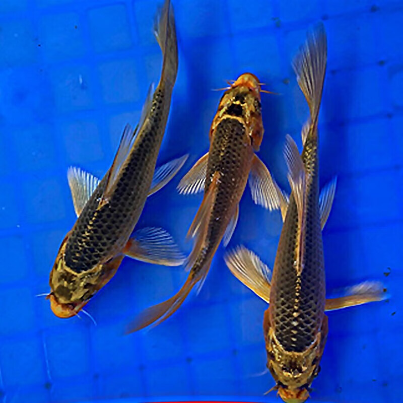 火凤凰锦鲤蝴蝶鲤 高端观赏鱼龙凤锦鲤淡水冷水金鱼好养活体 火凤凰