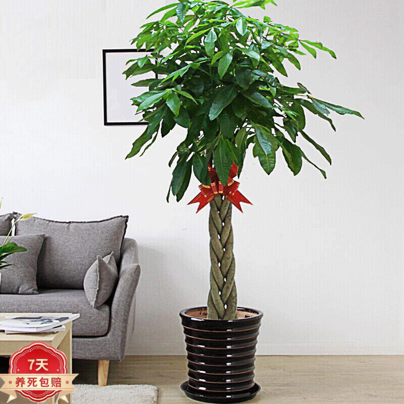 查大型绿植商品价格的App哪个好|大型绿植价格走势