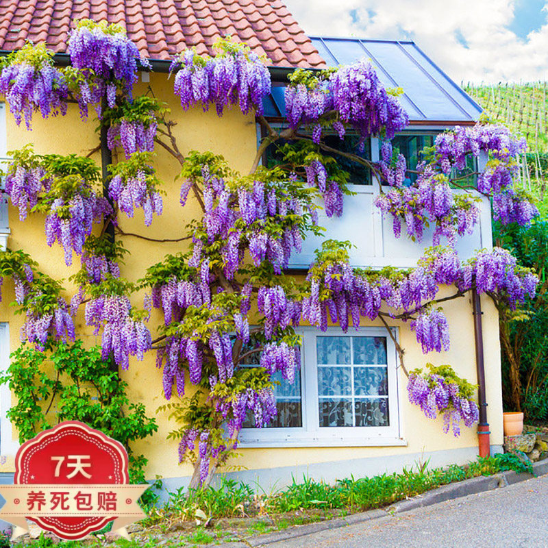 购优汇紫藤花树苗爬藤植物室外花卉盆栽庭院绿植藤z1 紫晶藤 1.