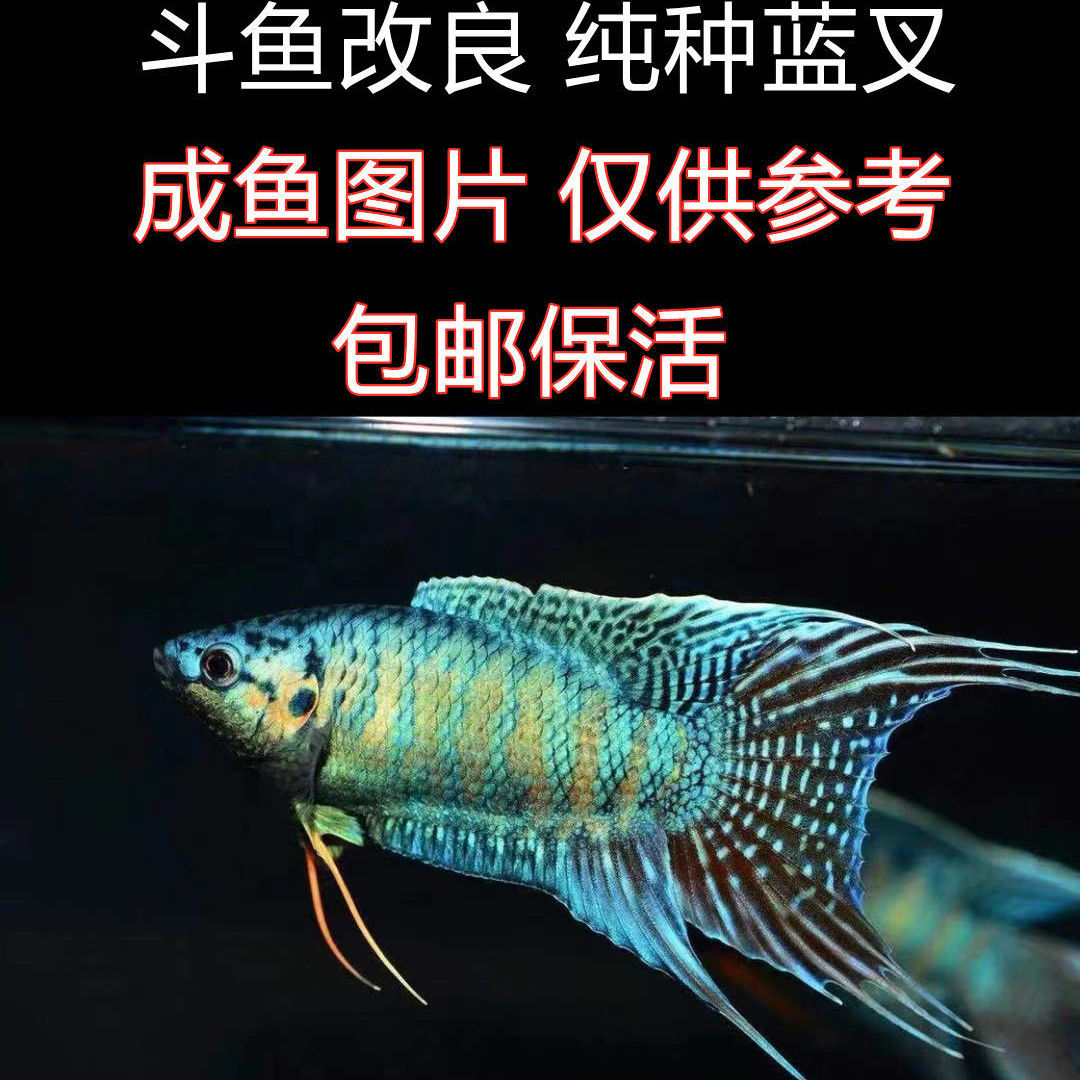中国斗鱼活鱼野生普叉观赏鱼好养耐活小型冷淡水的懒人鱼 繁殖蓝叉3-5