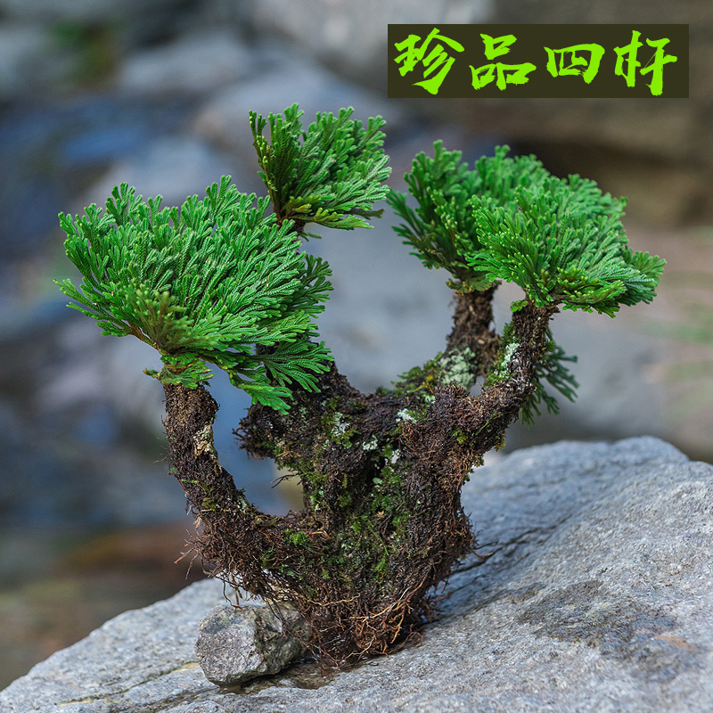 卉双卷柏九死还魂草小盆景假山吸水石造景绿植物好养室内迷你盆栽t11