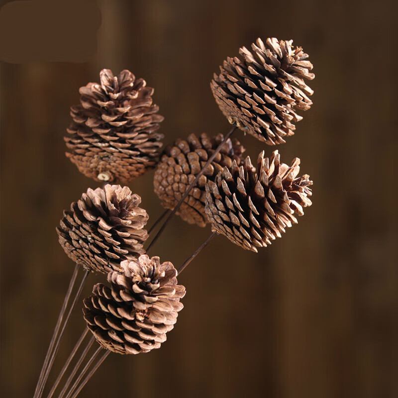 臣埠松果干花花束天然干花真花干支干花客厅干花仿真花客厅装饰落地