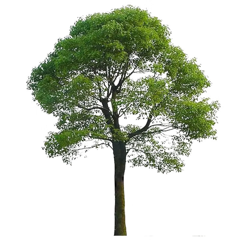 树大树名贵别墅绿化树木行道树四季常青驱蚊驱虫 树粗5厘米带土 其他