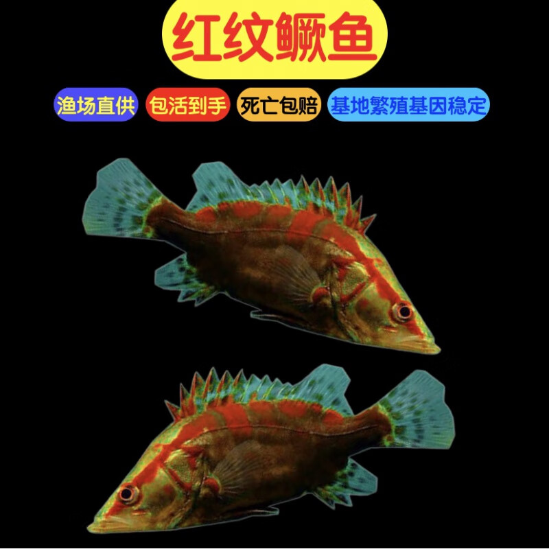 梦茜儿(mexemina)红纹鳜鱼鳜斑翘活体冷水饲料桂花红纹肉食性鳜嘴鳜鱼