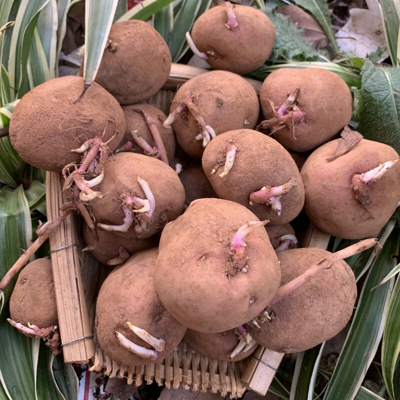 云南红皮黄心发芽土豆种子早熟洋芋种老品种马铃薯种植苗 1000g