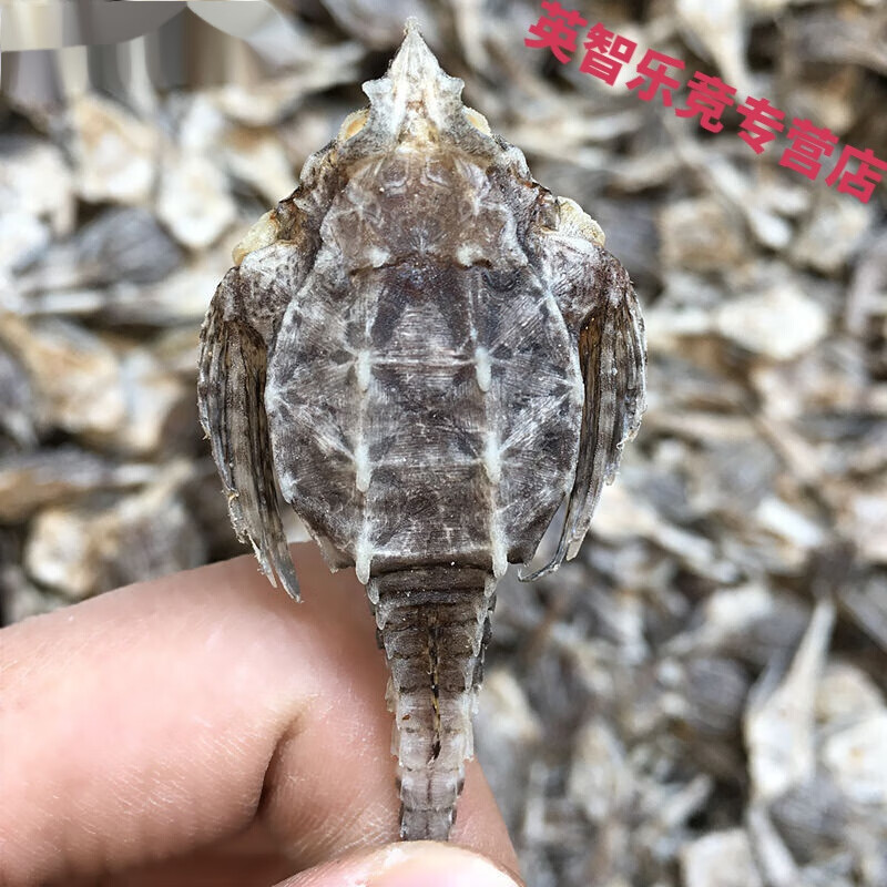 海麻雀海燕渔民自晒海底麻雀天然干货海产泡酒煲汤 海麻雀10只体验装