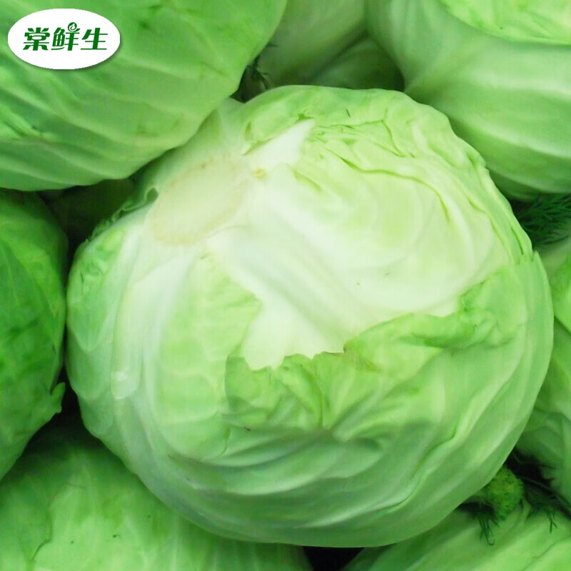 棠鲜生 圆白菜包菜大头菜5斤卷心菜绿甘蓝火锅新鲜蔬菜椰菜手撕包菜