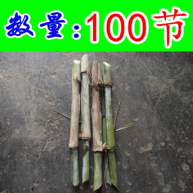 新型皇竹草种子 种芽 种节 种茎 配资料 保正宗 附实物照 黄竹草