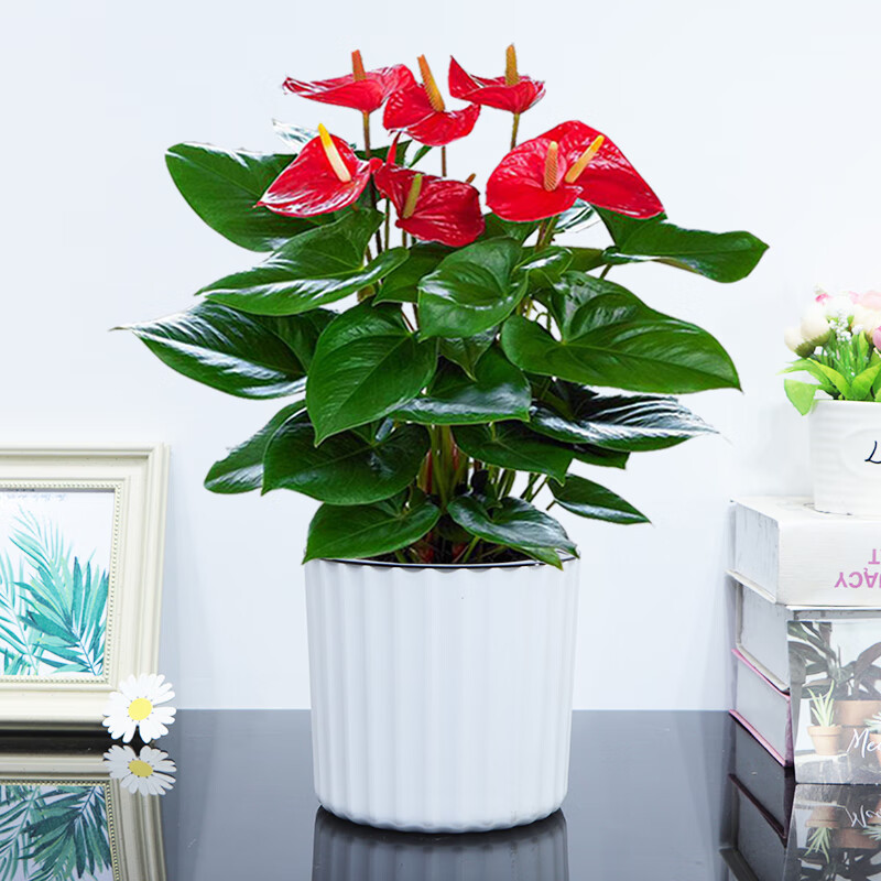 特级红掌(大竖纹白盆) 肥料 含盆