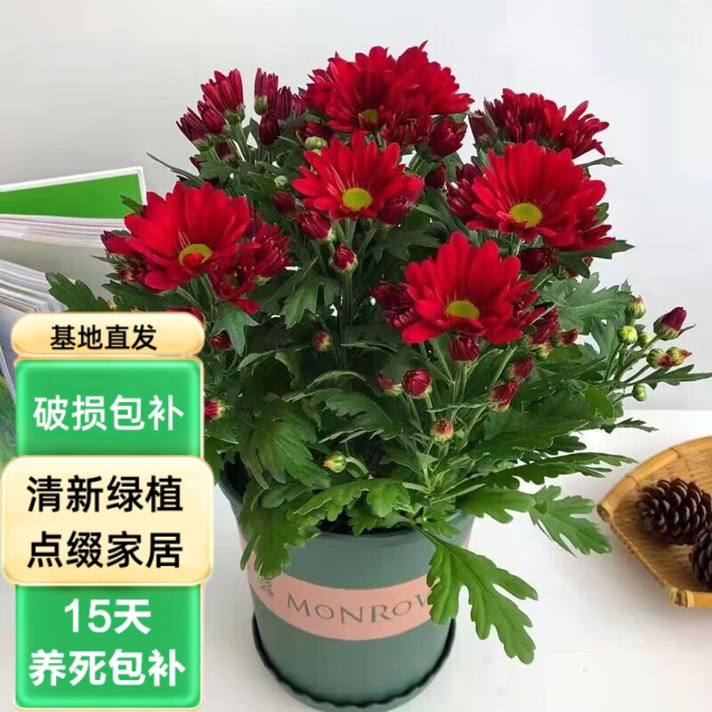 泰西丝菊花盆栽四季荷兰菊开花卉庭院植物室内花卉绿植花苗 荷兰菊