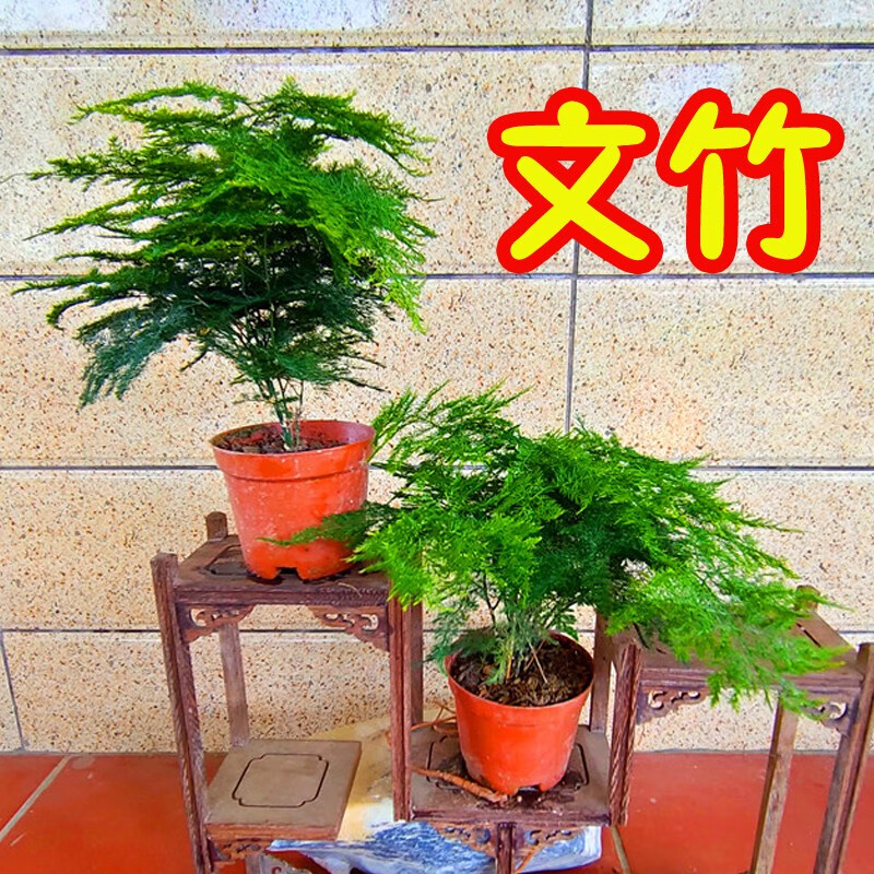 白竹熊猫竹日本黄金姬竹屋久岛竹米叶姬竹小玉山竹 2盆漂亮文竹小盆栽