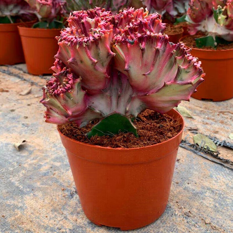 倾颜多肉植物彩玉麒麟盆栽花卉仙人掌麒麟掌花室内花 植物盆栽植物 彩