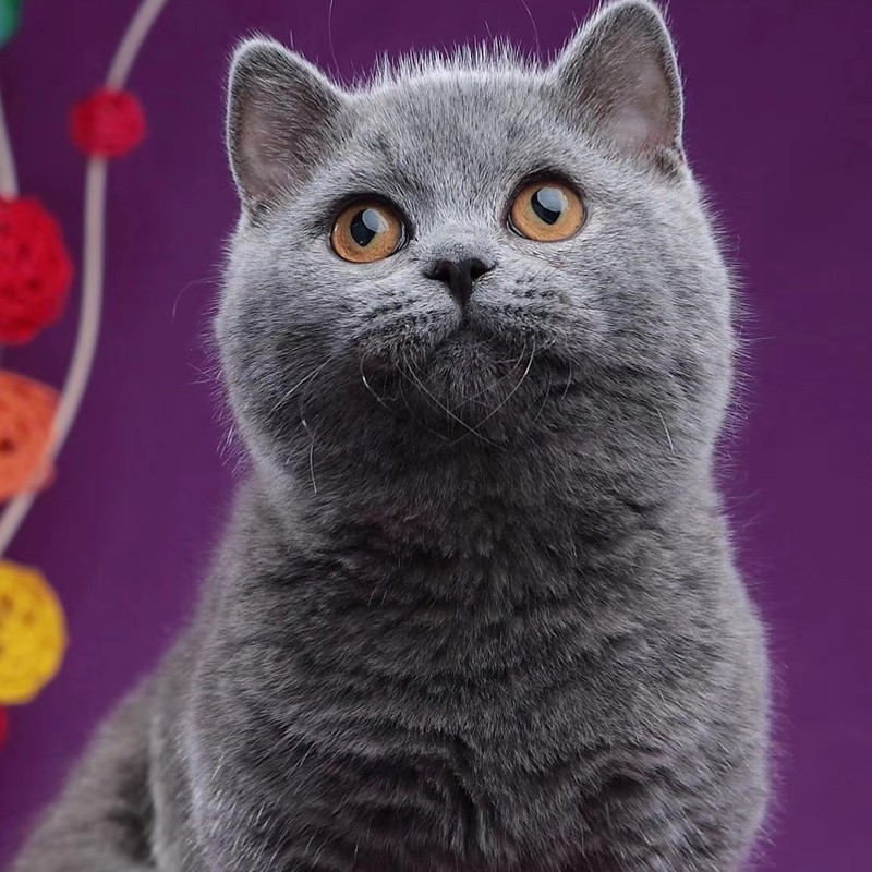 喜喵 | 英短矮脚蓝猫 宠物猫活体活物 纯种血统 小奶猫网红品种短腿猫