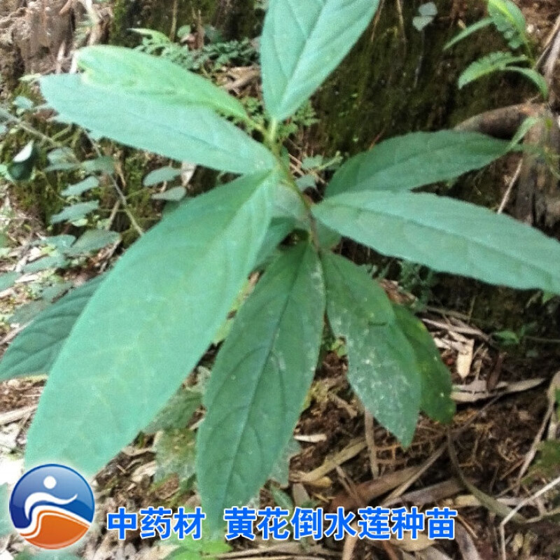 花姬  黄花倒水莲种苗 观音串 黄花远志小苗 传统补虚中 月子汤料材
