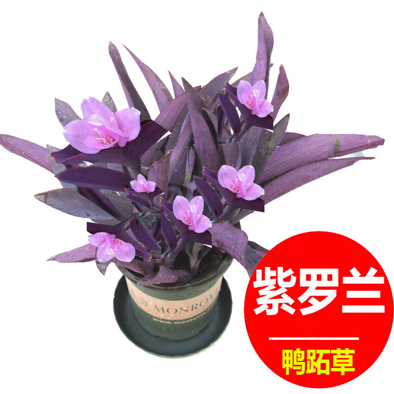 御卉閣 紫羅蘭苗 紫羅蘭盆栽 紫羅蘭吊蘭盆栽室內(nèi)陽臺垂吊植物紫鴨跖草花卉綠植 紫羅蘭盆栽兩盆 不含盆