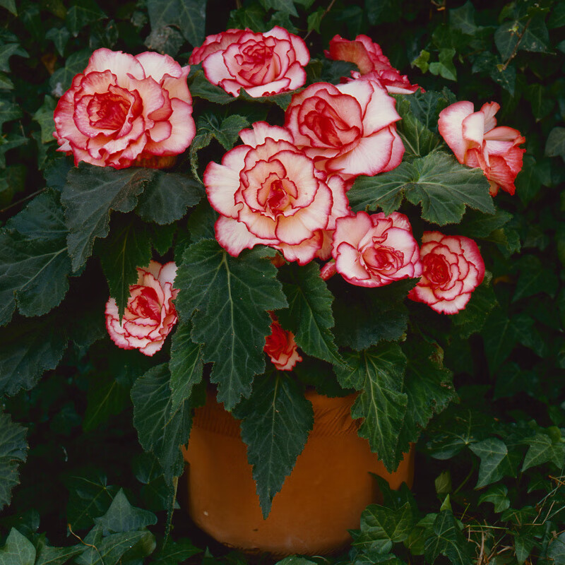 花支蕊  球根海棠种子 四季春秋播办公室内阳台盆栽易种花卉种子 花籽