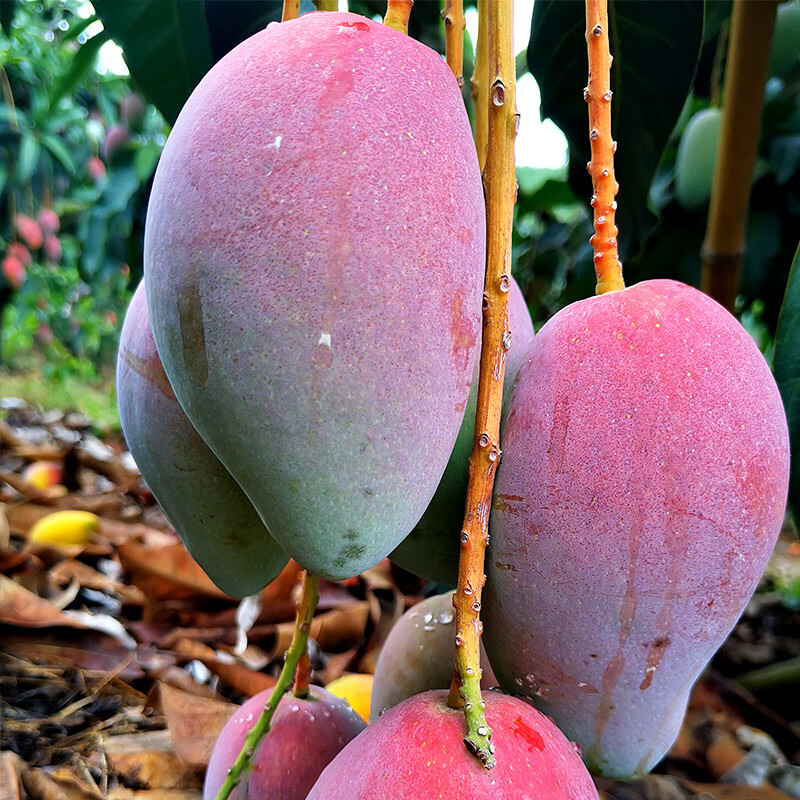 鲸咚亿农海南三亚贵妃芒薄核纸核芒果红金龙树上熟当季甜心芒孕妇新鲜水果 5斤特选大果