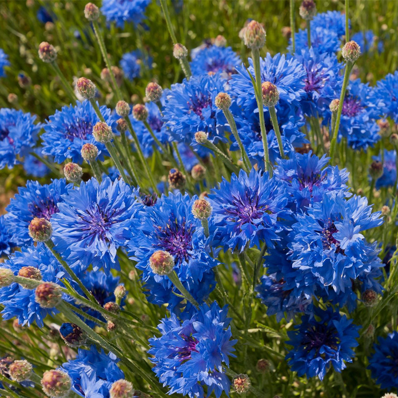 上客来矢车菊花花海种子蓝色矢车菊种子室外庭院绿化耐寒花卉种籽子