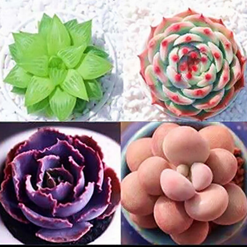 新手十颗随机多肉含盆套装植物盆栽花卉多肉稀有品种组合盆栽肉肉